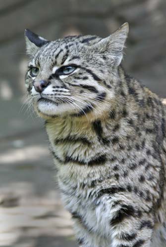 Wild Cat